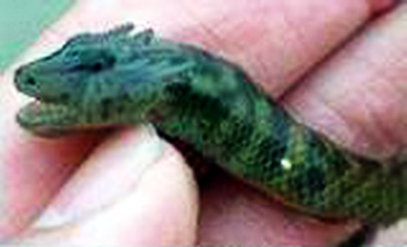 中國黃龍洞發現真龍